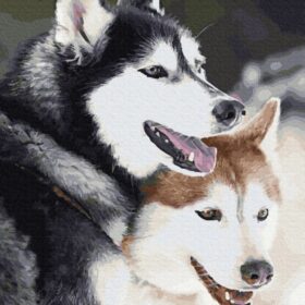 Slikanje po brojevima 50 x 40 Husky sa setom za slikanje